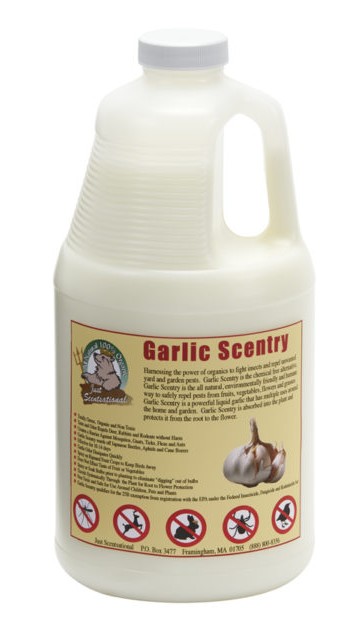 Just Scentsational Garlic Scentry Half Gallon