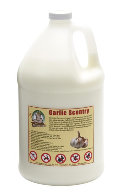 Just Scentsational Garlic Scentry One Gallon