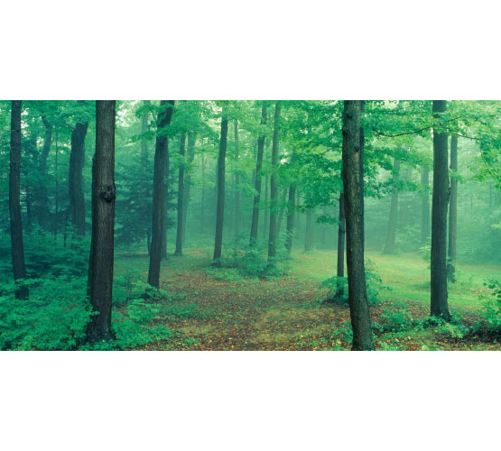 Biggies Wall Mural - Misty Forest - Medium