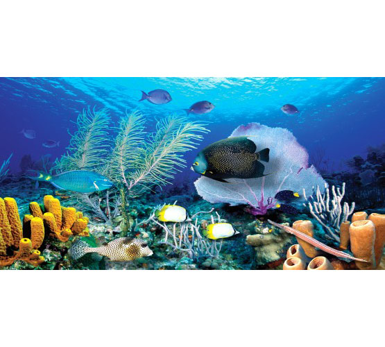 Biggies Wall Mural - Ocean Reef - Large