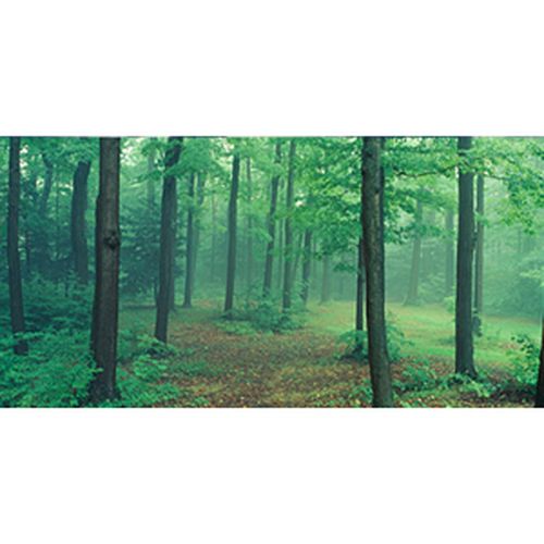 Biggies Wall Mural - Misty Forest - Extra Large