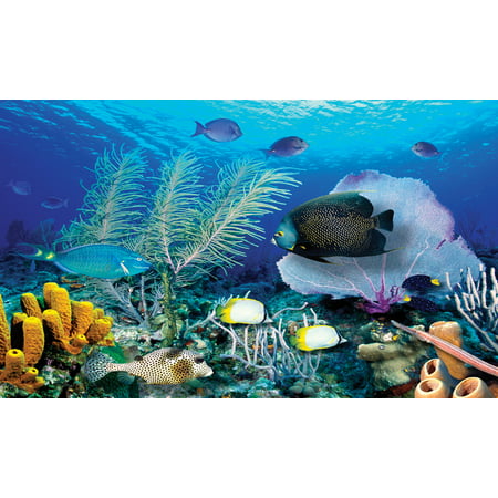 Biggies Wall Mural - Ocean Reef - Extra Large