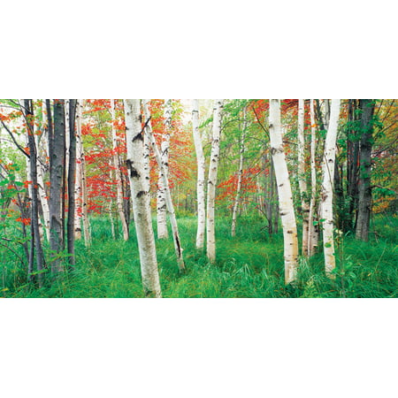 Biggies Aspen Grove Photograph Wall Mural, Medium