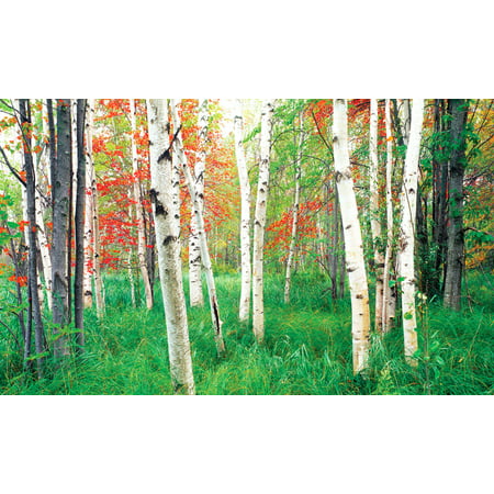 Biggies 120" Woods Photograph Window Well Scenes 