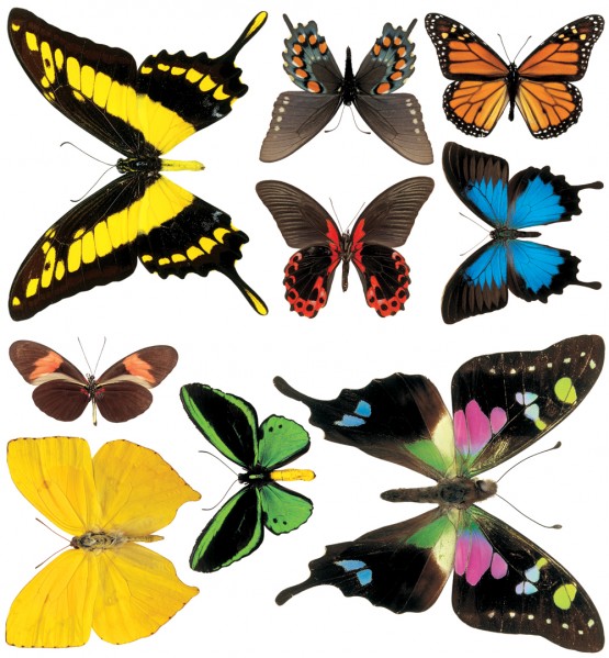 Biggies Wall Stickies - Butterflies