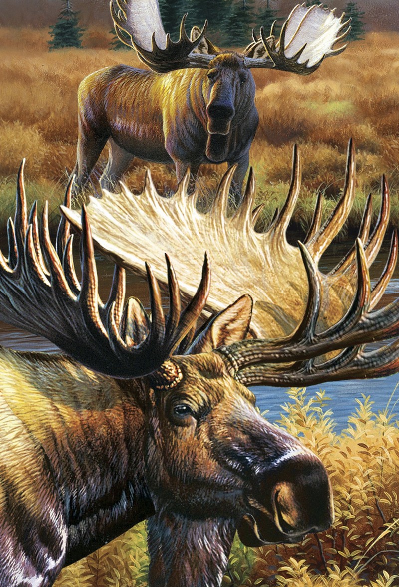 Animal - 3D Postcard - Moose