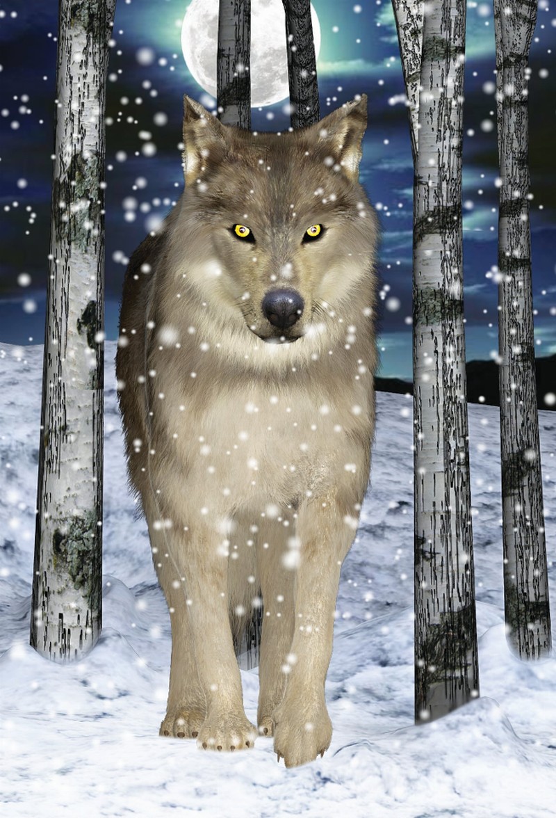Animal - 3D Postcard - Wolf