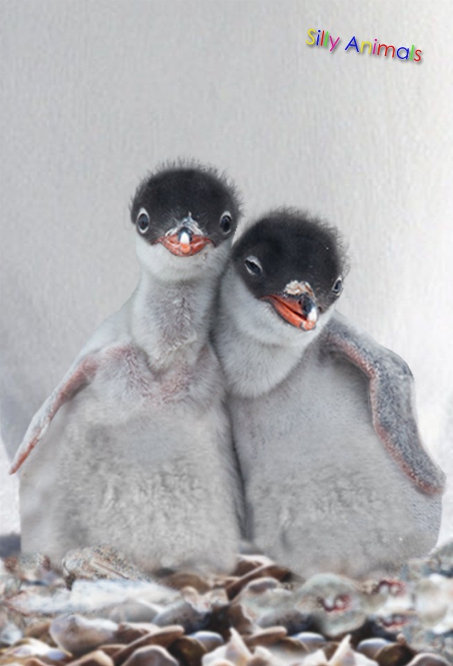 Animal - 3D Postcard - Penguin Besties