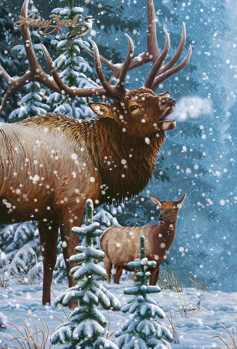 Animal - Motion Postcard - Elk
