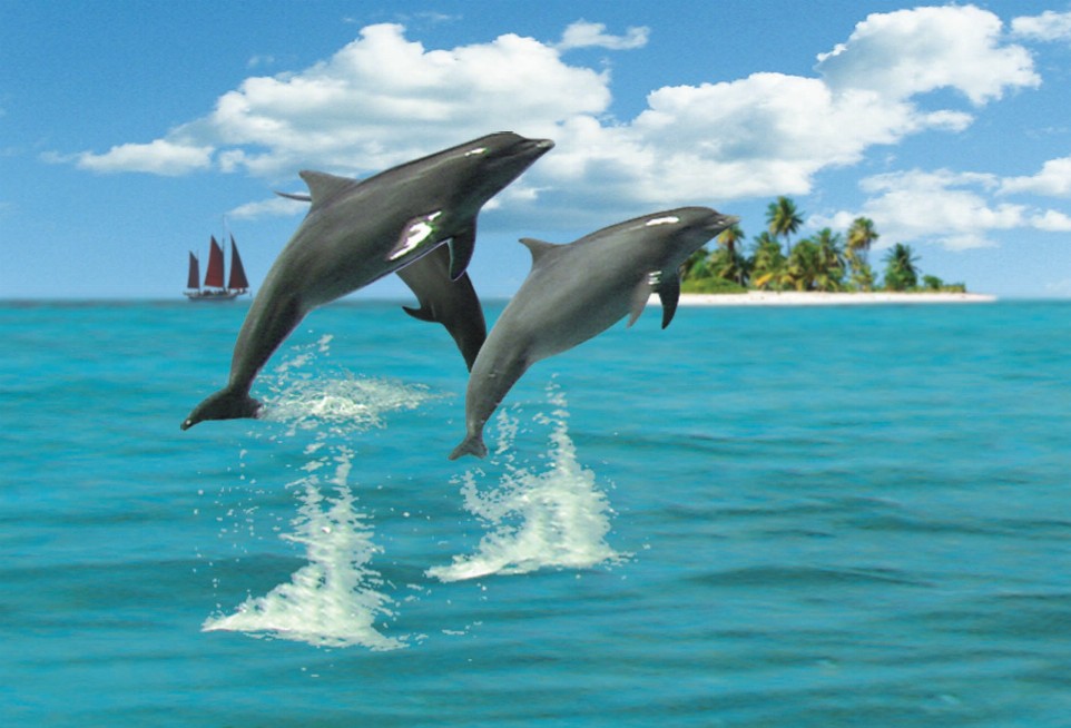 Animal - Motion Postcard - Dolphins