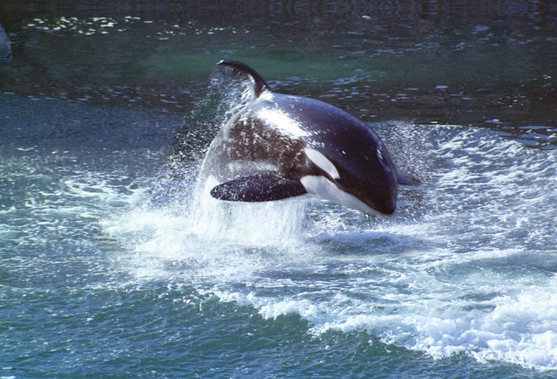 Animal - Motion Postcard - Orca