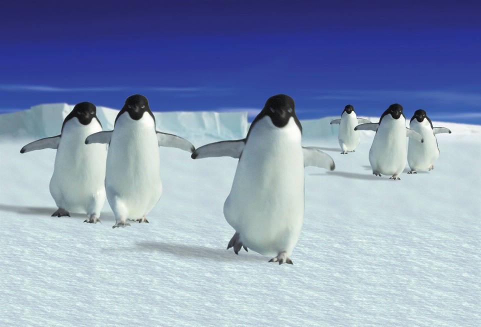 Animal - Motion Postcard - Penguins