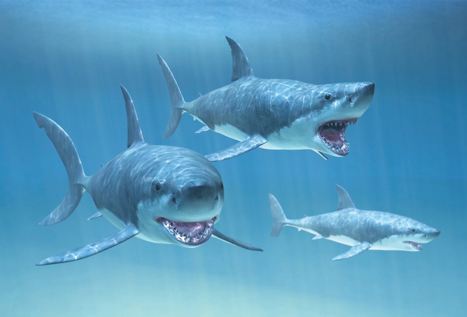 Animal - Motion Postcard - Sharks