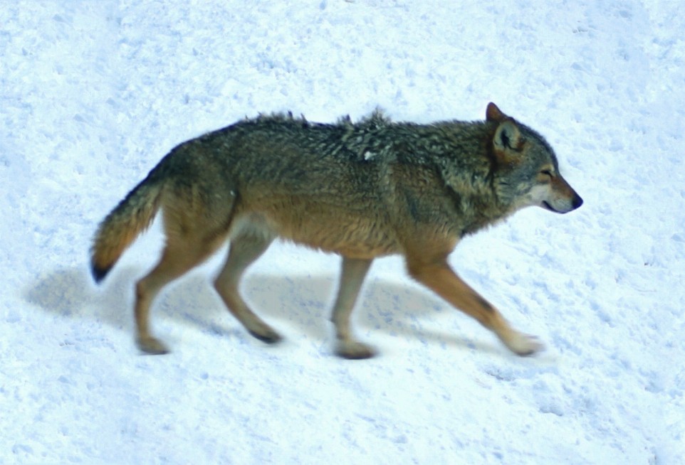 Animal - Motion Postcard - Wolf