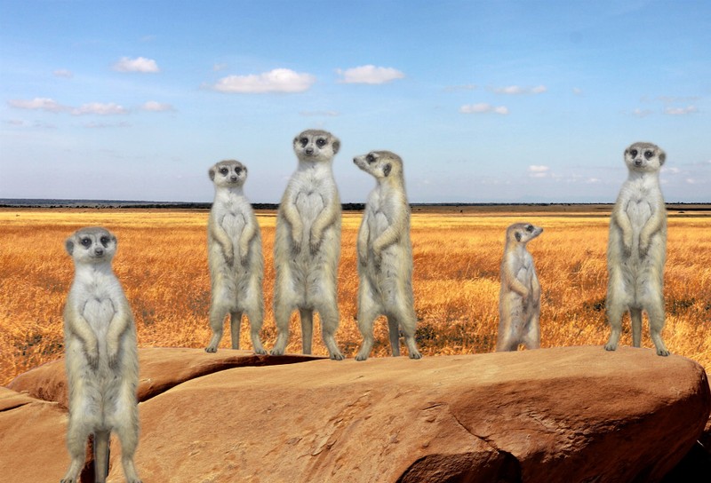 Animal - Motion Postcard - Meerkats