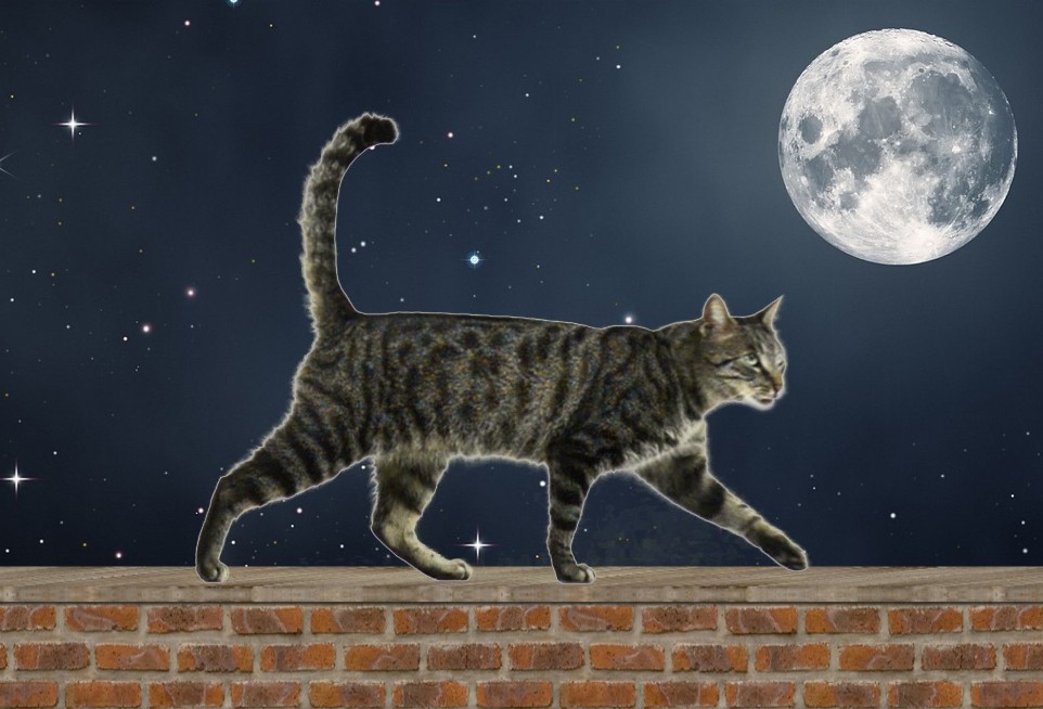 Animal - Motion Postcard - Cat Walking