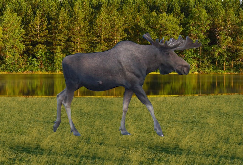 Animal - Motion Postcard - Moose Walking