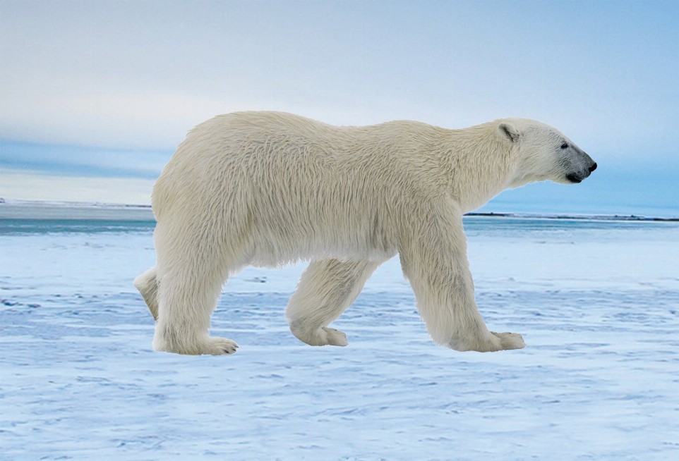 Animal - Motion Postcard - Polar Bear