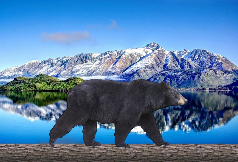 Animal - Motion Postcard - Black Bear Walking