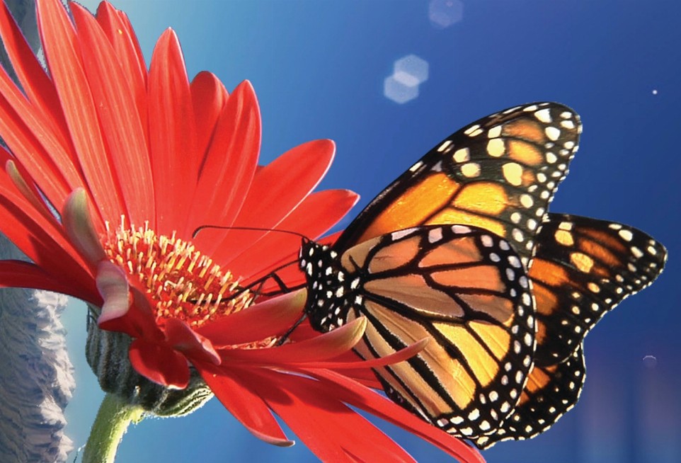 Animal - Motion Postcard - Monarch Butterfly