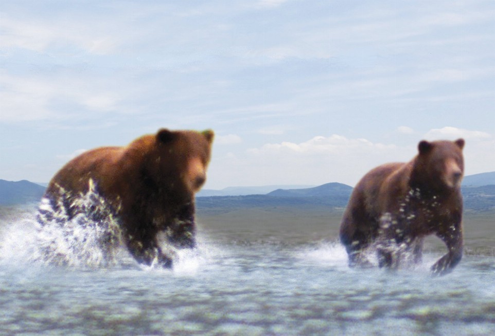 Animal - Motion Postcard - Dark Bears