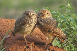 Animal - Motion Postcard - Burrowing Owls
