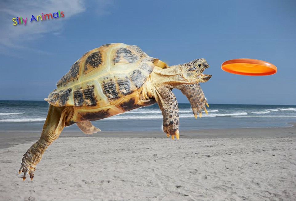Animal Art - 3D Magnet - Turtle Frisbee
