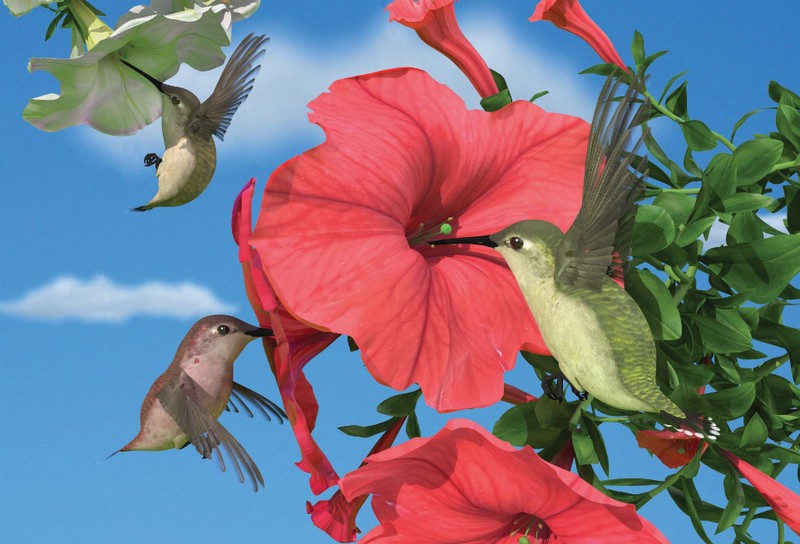 Animal Art - Motion Magnet - Hummingbirds