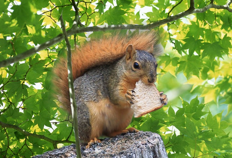 Animal Art - Motion Magnet - Squirrel