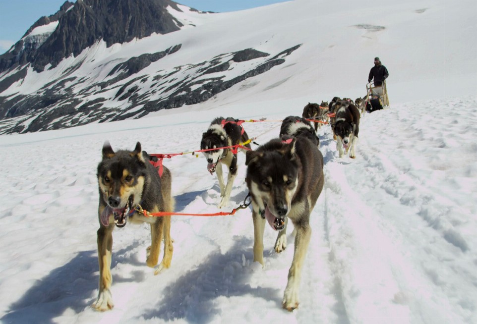 Animal Art - Motion Magnet - Dog Sled