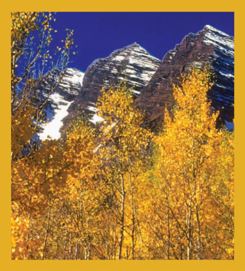 Aspen Trees in the Fall - Magnetic Bookmark