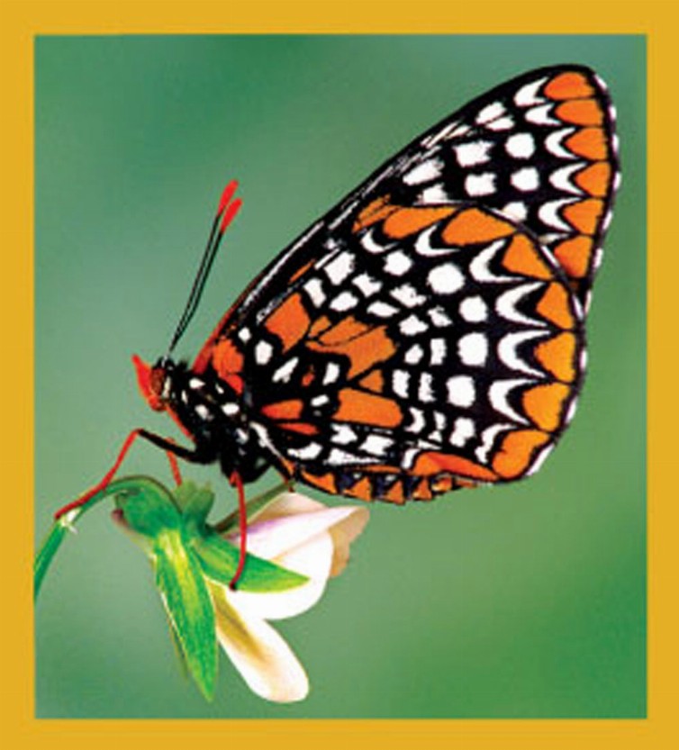 Baltimore Checkerspot - Magnetic Bookmark