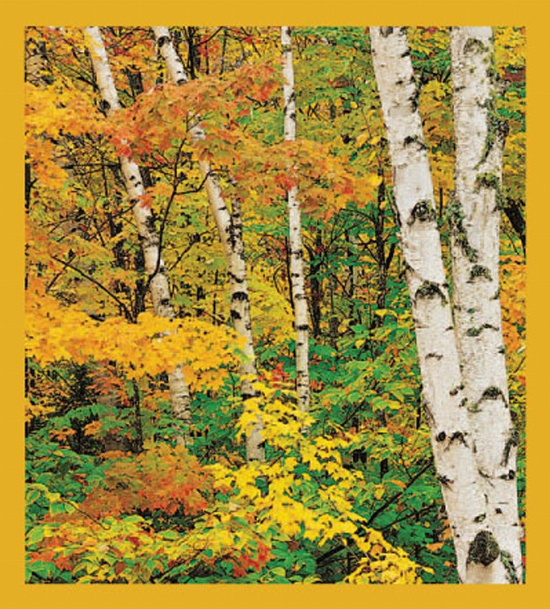Birch & Maple Trees in the Fall - Magnetic Bookmark
