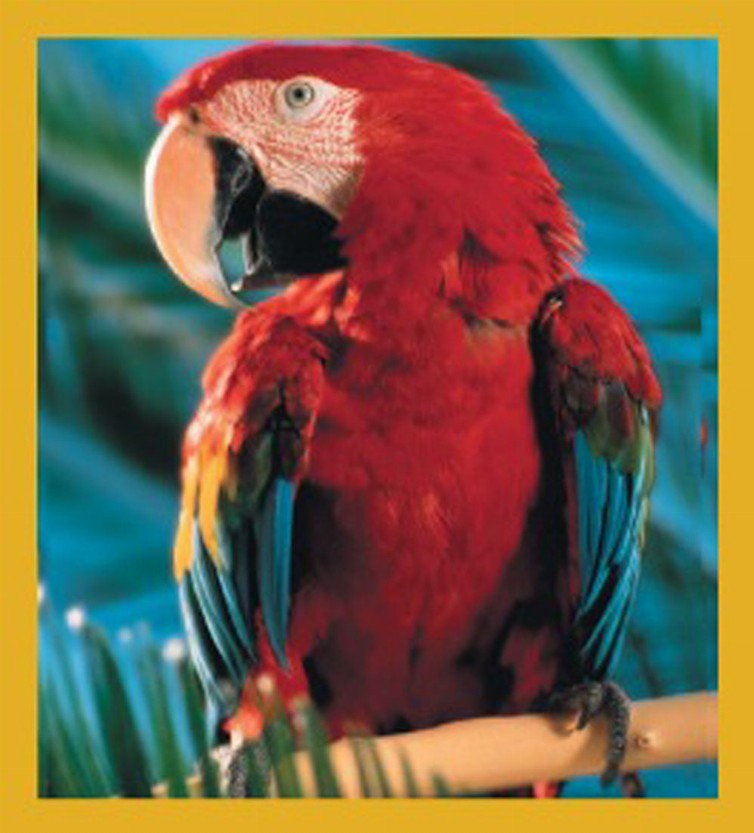 Bird Art - Magnetic Bookmark - Scarlet Macaw