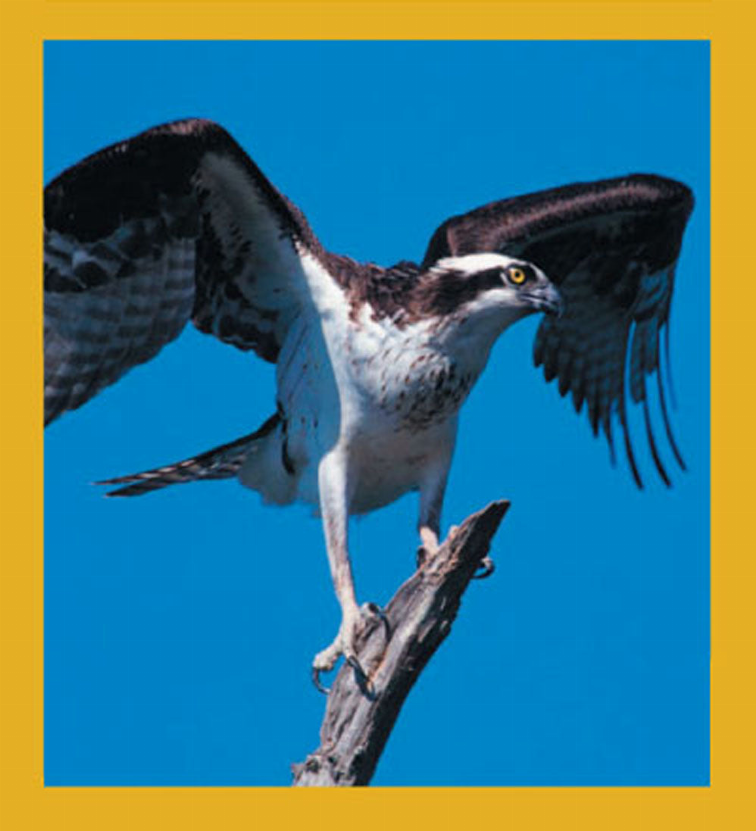 Bird Art - Magnetic Bookmark - Osprey