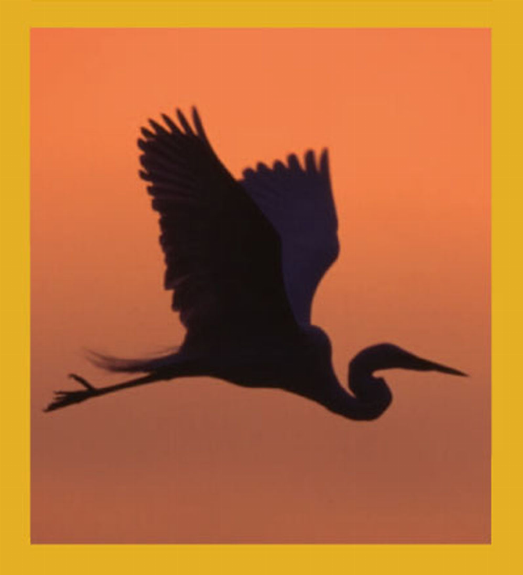 Bird Art - Magnetic Bookmark - Egret Silhouette at Sunrise