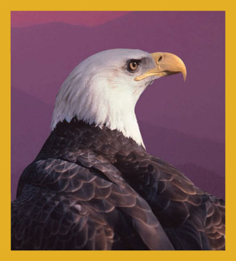 Bird Art - Magnetic Bookmark - Bald Eagle