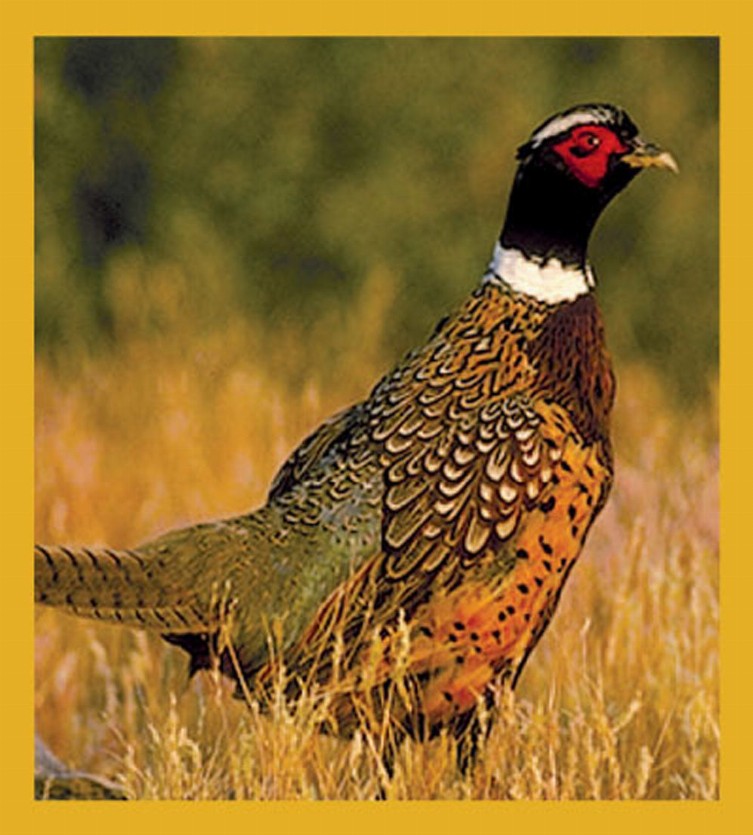 Bird Art - Magnetic Bookmark - Pheasant