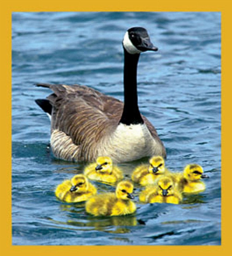 Bird Art - Magnetic Bookmark - Mother Goose
