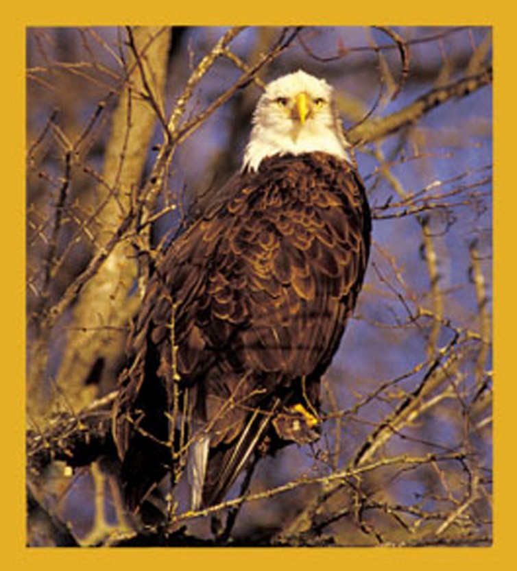 Bird Art - Magnetic Bookmark - Bald Eagle in Tree