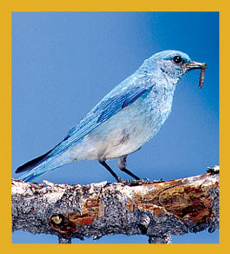 Bird Art - Magnetic Bookmark - Mountain Bluebird