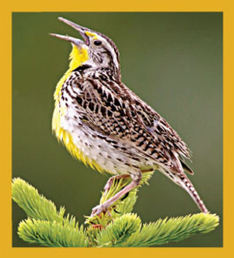 Bird Art - Magnetic Bookmark - Meadowlark