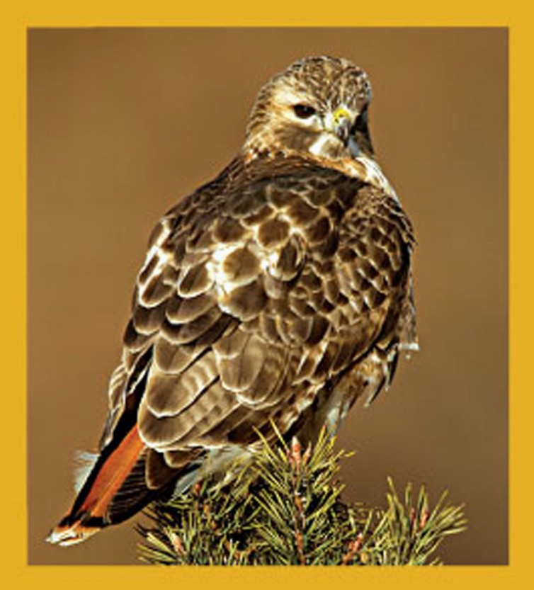 Bird Art - Magnetic Bookmark - Red-tailed Hawk