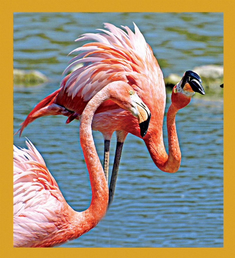 Bird Art - Magnetic Bookmark - Flamingos