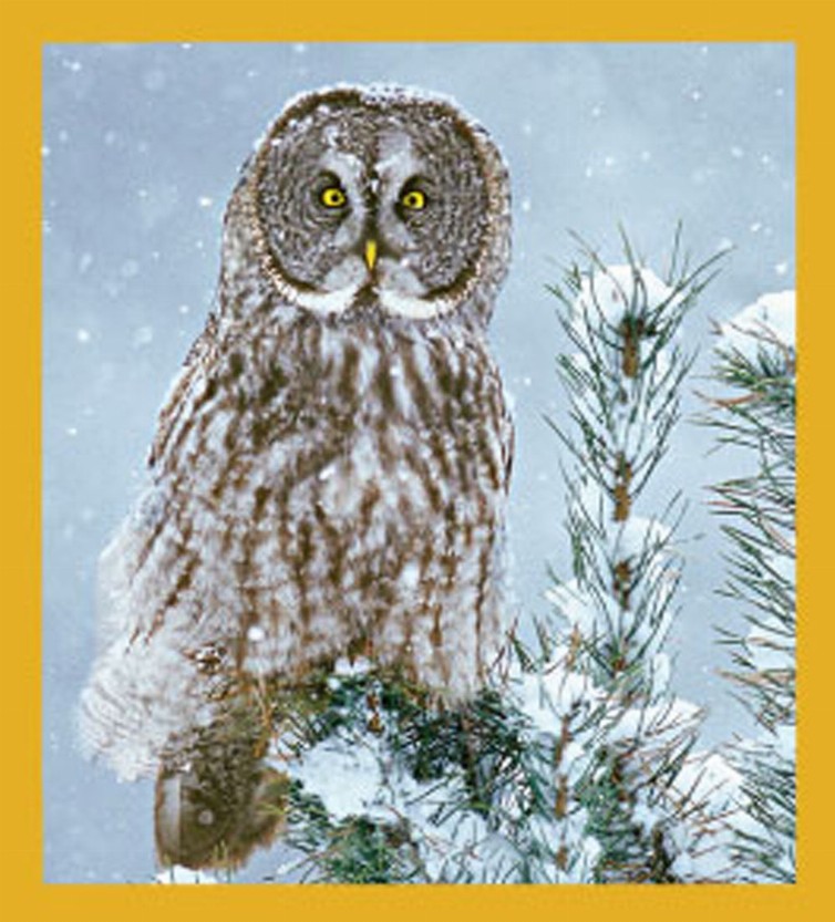 Bird Art - Magnetic Bookmark - Great Grey Owl