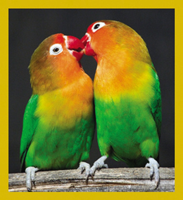 Bird Art - Magnetic Bookmark - Lovebirds