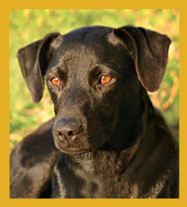 Black Lab - Magnetic Bookmark