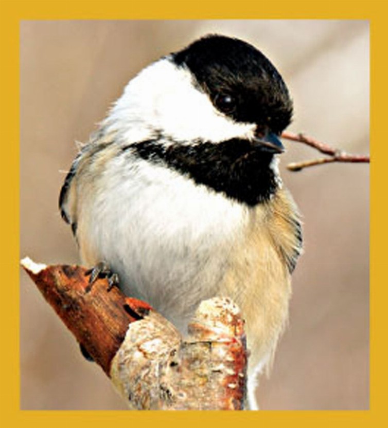 Black-capped Chickadee - Magnetic Bookmark