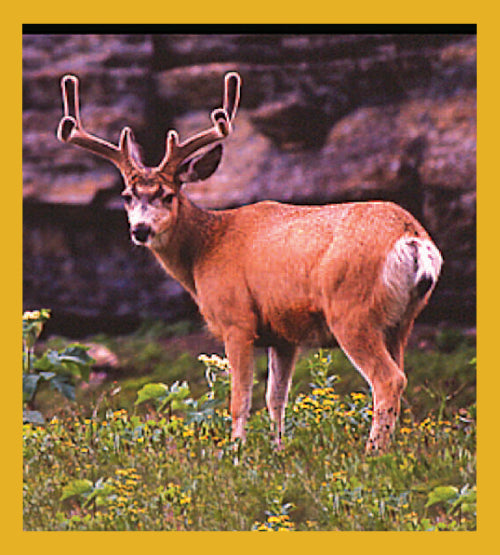 Black-tailed Deer - Magnetic Bookmark