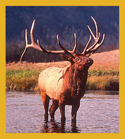 Bull Elk - Magnetic Bookmark